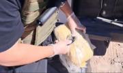 Caen dos bolivianos por tráfico de más de 1 tonelada de marihuana en Chile