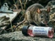 El Sedes Tarija confirmó 54 nuevos contagios de chikungunya y uno de hantavirus