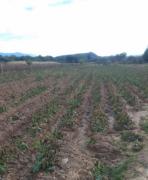 Campesinos de Tarija: Heladas liquidaron los cultivos agrícolas