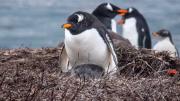 Nueva especie de pingüino: científicos de Chile, Brasil y EE.UU logran hallazgo histórico tras 100 años