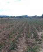 Campesinos de Tarija: Heladas liquidaron los cultivos agrícolas