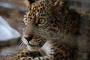 Senda Verde reitera el clamor por ayuda para alimentar a 1.200 animales