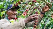 Sector cafetalero enfrenta “doble golpe” por lluvias persistentes y conflictos sociales