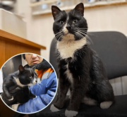 Gatito abandonado fue rescatado en planta de reciclaje