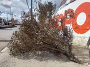 ¿Qué pasó con el árbol de Kiswara en la Ceja de El Alto?