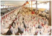 Más de 100 mil pollos mueren por bloqueos en Cochabamba; pérdidas llegan a Bs 700 mil