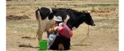 Bloqueos golpean el cordón lechero en el altiplano: Productores aislados rematan sus productos en sus comunidades