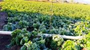 Impulsan un fondo rotatorio para créditos baratos y seguro agrario para productores de Tarija