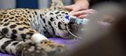Shiva, la cachorra jaguar sorteó los bloqueos, llegó hasta La Paz para asistencia veterinaria especializada