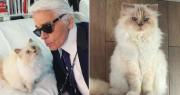 Choupette: siete años sin su herencia