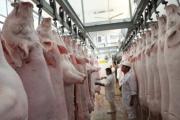 Porcinocultores reportan pérdidas por Bs 50 millones y exigen acciones urgentes al Gobierno