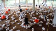 Avicultores advierten que el sector tardará hasta 6 meses en estabilizar la producción de pollo