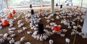Avicultores advierten que el sector tardará hasta 6 meses en estabilizar la producción de pollo