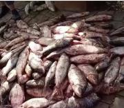 Puerto Pailas vive el auge de la pesca