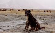 Muestra fotográfica y documental invita a descubrir “El otro altiplano” de China a los Andes