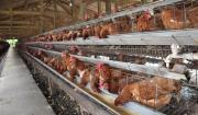 Alcaldía vende pollo aéreo a Bs 28 y denuncia precios de hasta Bs 120