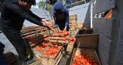 “Las cosechas se están pudriendo”, cívicos lamentan pérdidas en el sector agrícola de Cochabamba