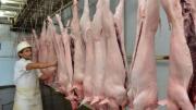 Tarija: Faena de cerdos se duplica en el Matadero