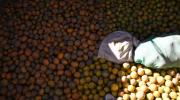 Exdirigente intercultural y productor regalará frutas a personas afectadas por conflictos