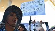 Lecheros protestan contra los bloqueos en el aeropuerto de Cochabamba