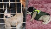 Bronco, el cachorro rescatado que hoy forma parte de la Policía de Tiquipaya