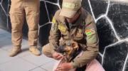 Pofoma impulsa campaña para reducir el uso de pirotecnia y proteger a los animales