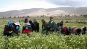 El campesino que subsidia al consumidor: agricultores familiares venden alimentos por debajo de su costo real