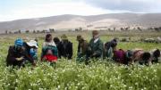 El campesino que subsidia al consumidor: agricultores familiares venden alimentos por debajo de su costo real