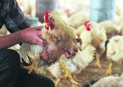 Sobrepoblamiento de pollos alerta al sector y comerciantes temen alza