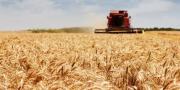 Siembra de invierno llega a 950.000 ha en Santa Cruz