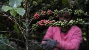 Veneno en tu café: un informe alerta sobre el uso masivo de pesticidas en la producción mundial