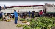 Productores de banano en el Trópico de Cochabamba desechan su producción en protesta por los bloqueos