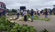 Bananeros del trópico botaron toneladas de fruta de exportación dañada por los bloqueos