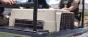 Mujer de 78 años fallece tras el ataque de un perro; el propietario del animal fue aprehendido