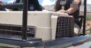 Mujer de 78 años fallece tras el ataque de perros; el propietario de los animales fue aprehendido