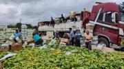 Bananeros cifran en $us 8 millones las pérdidas por bloqueos; advierten crisis en 20 mil familias