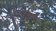 Alerta en San José de Chiquitos: avistan un puma en plena área urbana