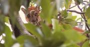 Activan operativo para rescatar a un puma que sorprendió a vecinos de San José de Chiquitos