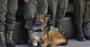 Rex, el perro que participó en los desbloqueos, recibe el grado de subteniente y se incorpora a la Policía Boliviana