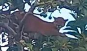 Avistan un presunto puma en zona urbana de San José de Chiquitos y activan operativo de resguardo