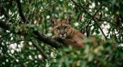 El puma sigue suelto en San José y la Alcaldía emite recomendaciones a los vecinos