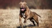 Cochabamba: Una mujer muere tras ser víctima del ataque de dos perros pitbull