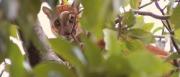 Activan operativo para rescatar a un puma que sorprendió a vecinos de San José de Chiquitos