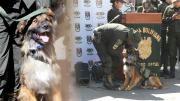 Rex encontró una familia en la Policía y ahora es subteniente