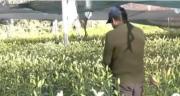 El drama de los floricultores en Cochabamba: 8.000 familias perdieron el 90% de su producción por los bloqueos