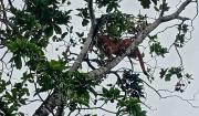 Puma rescatado en San José de Chiquitos es trasladado a un centro de acogida animal