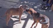 Liberan al dueño de los perros que atacaron y causaron la muerte de una mujer, pero se espera una nueva investigación