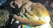 Rescatan a puma que estuvo durante horas en un árbol ante vigilia de la población en San José de Chiquitos