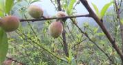 Bajan las temperaturas en los valles y los productores aplican técnicas para evitar pérdida de cultivos
