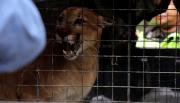 Sospechan que el puma rescatado en San José era mantenido como mascota